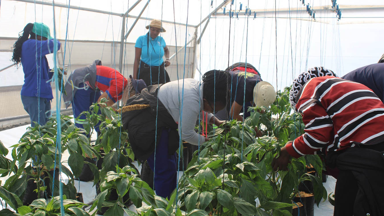 Building climate resilience among youth farmers